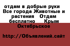 отдам в добрые руки - Все города Животные и растения » Отдам бесплатно   . Крым,Октябрьское